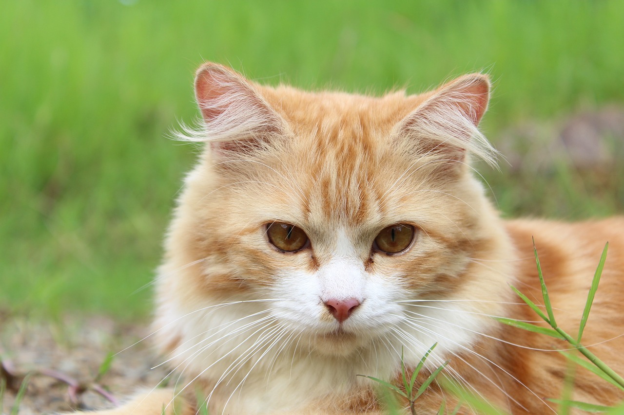 The Importance of Grooming for Show Cats